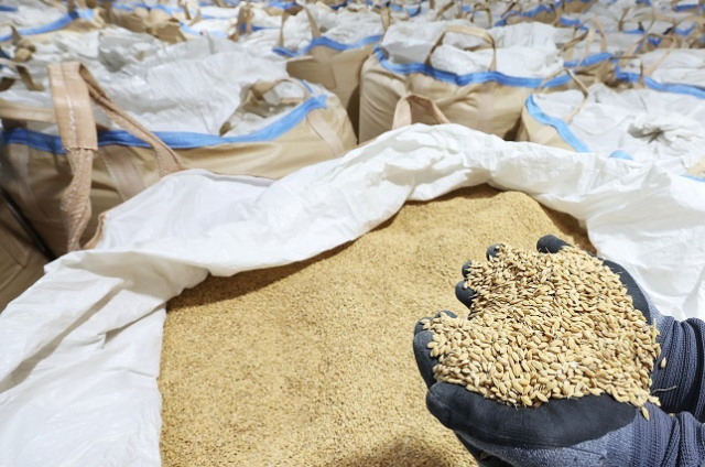 양곡관리법과 농수산물유통 및 가격안정법 개정안이 국회 본회의를 통과했다. 사진은 경기도 화성시 수라청농협쌀조합공동사업법인 저온창고에서 관계자가 보관 중인 쌀을 살펴보는 모습. 연합뉴스