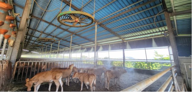 경남 김해시의 한우 축사. 김해시 제공