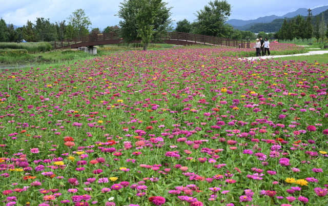 6일 경남 거창군 남상면 거창창포원에 여름꽃의 대명사인 백일홍이 활짝 피어 있다. 창포원 백일홍 단지는 창포원 맨발로 걷는 길을 따라 조성돼 힐링 명소로 인기가 높다. 폭염이 이어지는 가운데 직원들의 노력으로 6500㎡ 규모 꽃밭에는 30만 본의 백일홍이 형형색색의 모습으로 피어났다. 거창군 제공