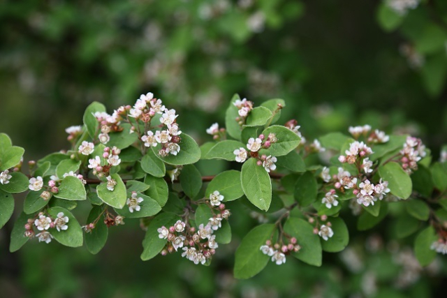 희귀식물인 섬개야광나무. 산림청 제공