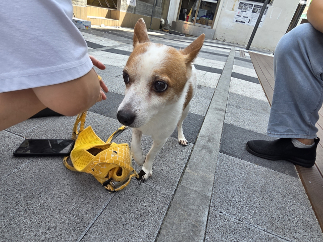 부산 부산진경찰서는 동물보호법 위반 혐의로 20대 남성을 입건해 수사 중이다. 사진은 학대당한 강아지 모습. 부산진경찰서 제공
