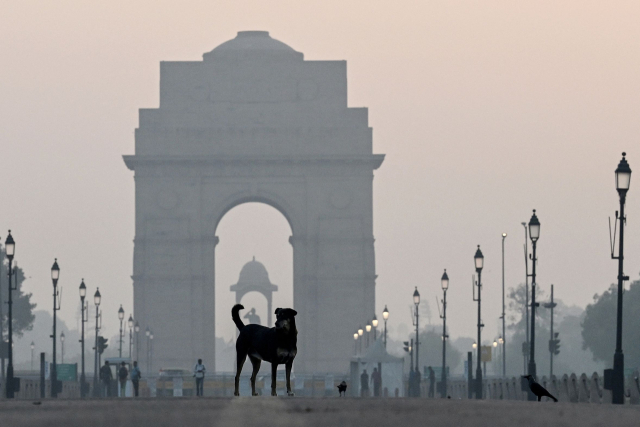 인도의 떠돌이 개들. AFP연합뉴스