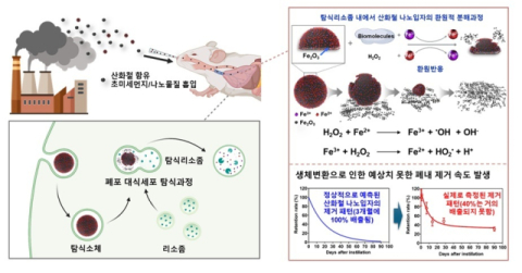 핵심 연구 결과. 산화철 나노입자가 함유된 초미세먼지의 흡입으로 폐포 대식세포가 입자를 탐식하면 세포 탐식소체 내의 산성조건과 산화스트레스로 인해서 나노입자의 침식이 발생한다. 침식 과정은 수개월에 걸쳐 반복 발생하고, 폐 내에 수 나노미터 크기의 입자로 변환되기 때문에 예측된 폐 내 잔류 기간보다 훨씬 길어지고 90일이 지나도 40%의 철이 남아 있는 과도한 축적 현상이 발생한다.