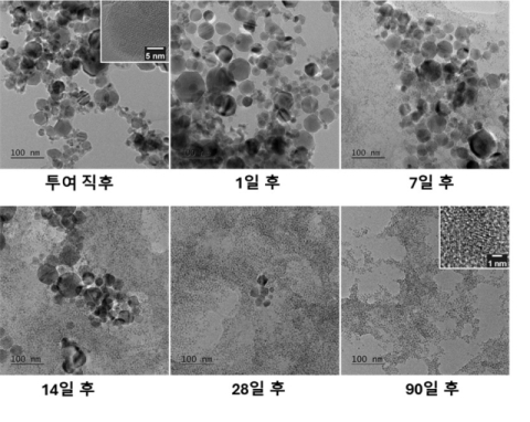 산화철 나노입자의 생체 변환 연구 결과. 투여 직후 입자의 형태가 시간이 지날수록 수 나노미터의 무수히 많은 입자로 만들어짐으로써, 폐에서 제거되지 않는 현상을 규명했다. 산화철 나노입자를 쥐의 폐에 노출하고 경시적으로 폐 내의 입자를 회수한 뒤에 전자현미경으로 관찰한 사진으로, 처음 수십 나노미터 크기의 입자(투여 직후)가 수 나노미터 크기 입자로 시간이 지나면서 변환되는 것을 보여준다.