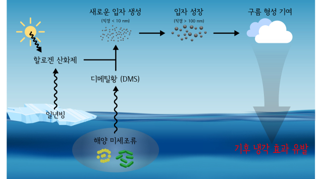 북극 미세조류와 DMS, 대기 중 구름응결핵 모식도. 극지연구소 제공