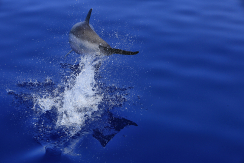 돌고래가 요트를 따라오고 있다. 김영애 제공
