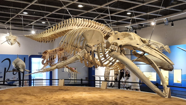 한 가족이 울산 장생포고래박물관에서 혹등고래 뼈 실물을 관람하고 있다. 남태우 기자