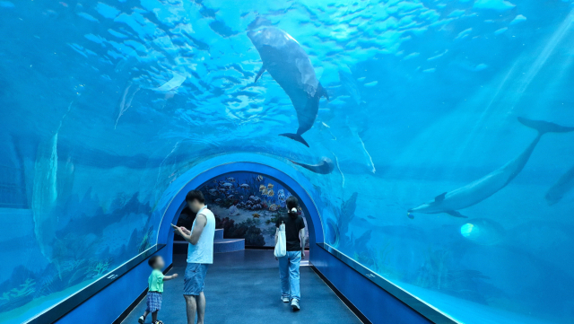 한 부자가 울산 장생포고래생태체험관에서 돌고래가 돌아다니는 해저터널을 관람하고 있다. 남태우 기자