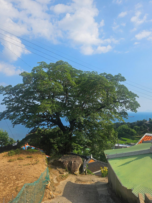 남해군 남면 다랭이마을 이팝나무 모습. 남해군은 고향사랑기금을 활용해 노거수 살리기에 나선다. 남해군 제공