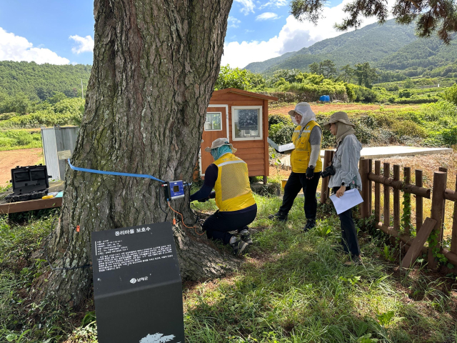 연구진들이 남해군 서면 남상리 중리마을 보호수를 대상으로 정밀 진단에 나서고 있다. 남해군 제공
