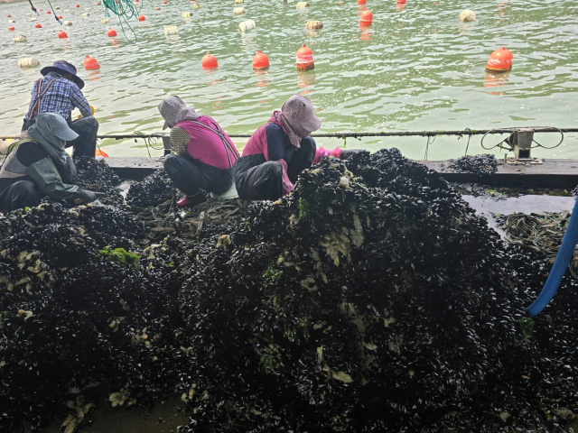 경남 창원시 한 홍합 양식장에서 지역 어민들이 모여 재래식 방법인 수작업을 통해 홍합을 수확하고 있다. 창원시 제공