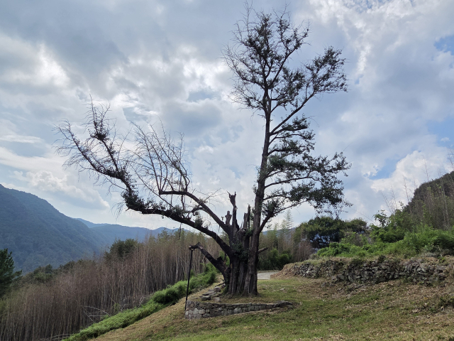 하동군 두양리 은행나무 모습. 앙상하던 가지에 잎이 돋아났다. 하동군 제공