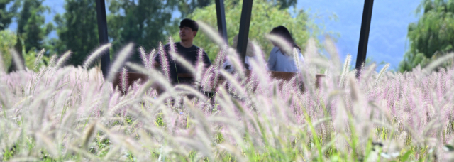 더위가 물러가고 시원한 바람이 불기 시작한다는 처서를 이틀 앞둔 21일 경남 거창군 남상면 거창창포원에 ‘가을의 전령’이라 불리는 수크령이 만발했다. 수크령은 가을철 농촌 들판에서 흔히 볼 수 있는 풀이며 그령이라고 부르는 벼과 식물과 비교해 강하고 억세다고 해서 남성그령을 뜻하는 수크령이 됐다고 한다. 선조들은 ‘길갱이’라고도 불렀다. 거창군 제공