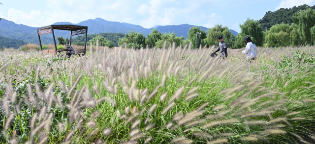 더위가 물러가고 시원한 바람이 불기 시작한다는 처서를 이틀 앞둔 21일 경남 거창군 남상면 거창창포원에 ‘가을의 전령’이라 불리는 수크령이 만발했다. 수크령은 가을철 농촌 들판에서 흔히 볼 수 있는 풀이며 그령이라고 부르는 벼과 식물과 비교해 강하고 억세다고 해서 남성그령을 뜻하는 수크령이 됐다고 한다. 선조들은 ‘길갱이’라고도 불렀다. 거창군 제공