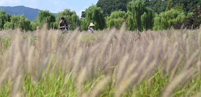 더위가 물러가고 시원한 바람이 불기 시작한다는 처서를 이틀 앞둔 21일 경남 거창군 남상면 거창창포원에 ‘가을의 전령’이라 불리는 수크령이 만발했다. 수크령은 가을철 농촌 들판에서 흔히 볼 수 있는 풀이며 그령이라고 부르는 벼과 식물과 비교해 강하고 억세다고 해서 남성그령을 뜻하는 수크령이 됐다고 한다. 선조들은 ‘길갱이’라고도 불렀다. 거창군 제공