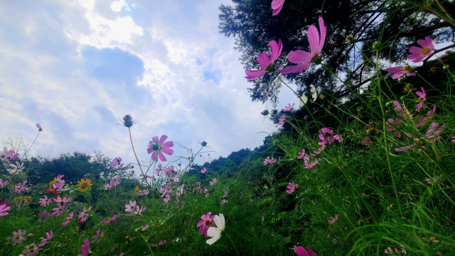 절기상 더위가 가시고 가을을 맞이한다는 처서를 이틀 앞둔 21일 강원 인제군 기린면 방태산길에 코스모스가 활짝 피어 있다. 연합뉴스