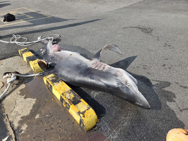 22일 부산해양경찰서에 따르면 이날 오전 6시 30분께 영도구 봉래동 물양장 앞 해상에서 표류 중인 숨진 상어가 발견됐다. 부산해양경찰서 제공
