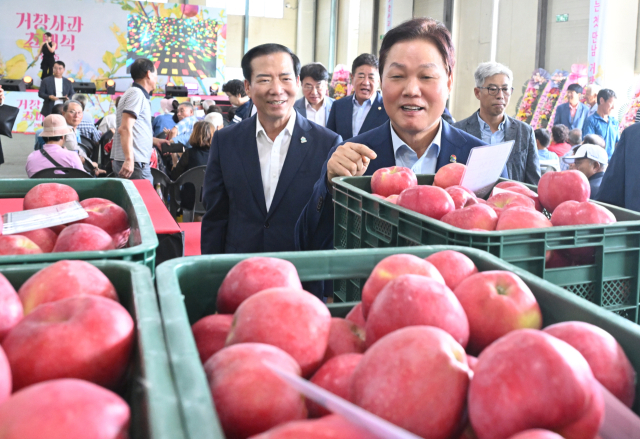 구인모 거창군수(좌)와 박완수 경남도지사(우)가 ‘2025년산 거창 홍로 사과 초매식’에서 사과를 둘러보고 있다. 거창군 제공