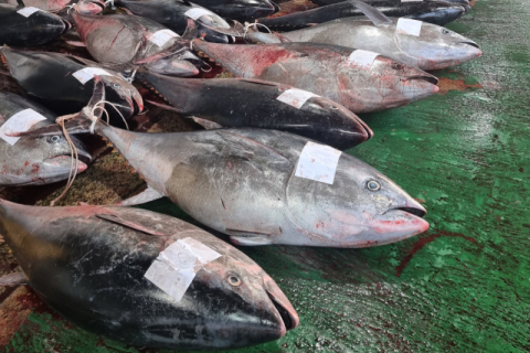 경북 영덕 앞바다에서 무게 100㎏이 넘는 대형 참다랑어 1300여 마리가 무더기로 잡혔다. 연합뉴스