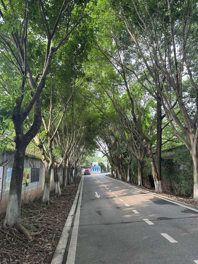 중국 청두 란딩예술구 내 우거진 나무와 단지 도로. 청두(중국)=김은영 기자 key66@