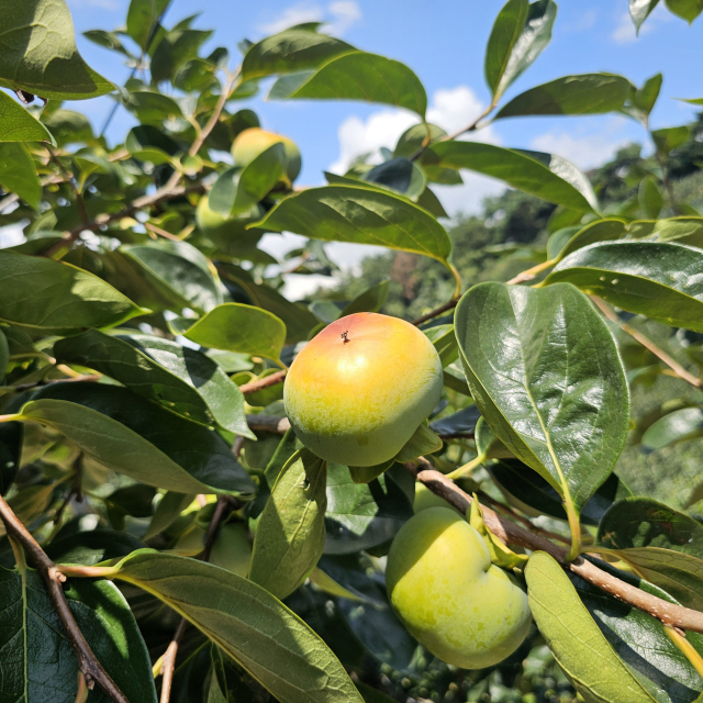 경남 진주시 한 단감 농가. 아직 초록빛이어야 할 단감이 벌겋게 익어있다. 김현우 기자