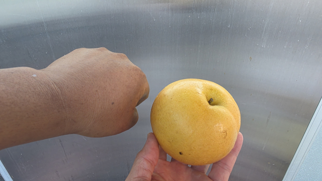 수확한 조생종 배. 성과지만 어른 주먹보다 작다. 김현우 기자