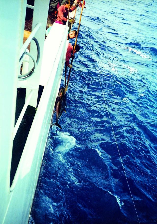 침치 원양연승어선 조업 모습. 부산일보DB