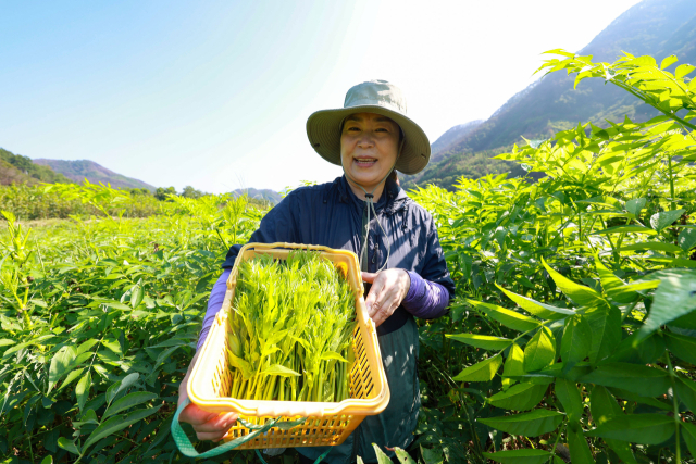 27일 산청군 시천면 해오름약초 농장에서 김선희 씨가 새순이 올라오는 여름 두릅을 채취하고 있다. 지난 3월 산불과 7월 극한 호우를 이겨내고 다시 새순을 틔운 여름 두릅은 재난을 겪은 지역사회에 희망의 메시지를 전달하고 있다. 여름 두릅은 잎과 가지에 가시가 없어 봄 두릅보다 식감이 훨씬 부드럽다. 특히 지리산 기슭에서 자라 두릅은 싱그러운 향과 풍미를 자랑한다. 산청군 제공