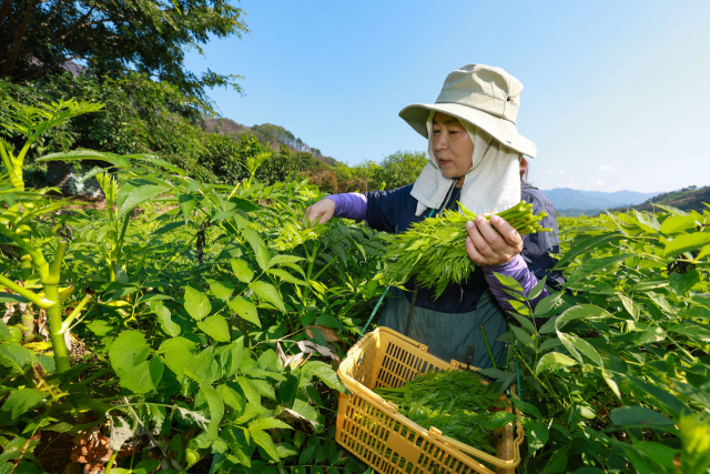 27일 산청군 시천면 해오름약초 농장에서 김선희 씨가 새순이 올라오는 여름 두릅을 채취하고 있다. 지난 3월 산불과 7월 극한 호우를 이겨내고 다시 새순을 틔운 여름 두릅은 재난을 겪은 지역사회에 희망의 메시지를 전달하고 있다. 여름 두릅은 잎과 가지에 가시가 없어 봄 두릅보다 식감이 훨씬 부드럽다. 특히 지리산 기슭에서 자라 두릅은 싱그러운 향과 풍미를 자랑한다. 산청군 제공