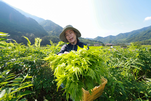 27일 산청군 시천면 해오름약초 농장에서 김선희 씨가 새순이 올라오는 여름 두릅을 채취하고 있다. 지난 3월 산불과 7월 극한 호우를 이겨내고 다시 새순을 틔운 여름 두릅은 재난을 겪은 지역사회에 희망의 메시지를 전달하고 있다. 여름 두릅은 잎과 가지에 가시가 없어 봄 두릅보다 식감이 훨씬 부드럽다. 특히 지리산 기슭에서 자라 두릅은 싱그러운 향과 풍미를 자랑한다. 산청군 제공