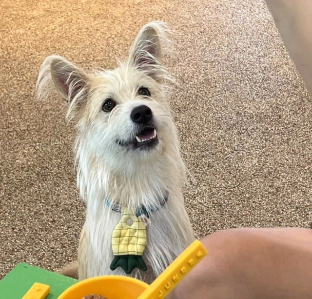 실종된 반려견 ‘호랑이’. 견주 강예진 씨 제공