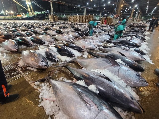 부산공동어시장에서 위판되고 있는 참다랑어. 수산자원공단 제공