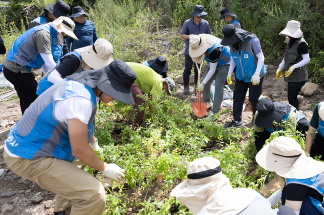 한국가스공사 직원들이 큰바늘꽃 이식 작업을 하고 있다. 가스공사 제공