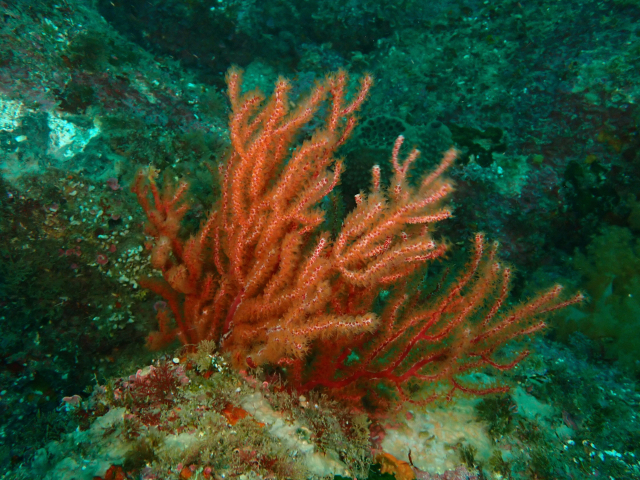 9월의 이달의 해양생물로 선정된 꽃총산호(Anthoplexaura dimorpha). 해수부 제공