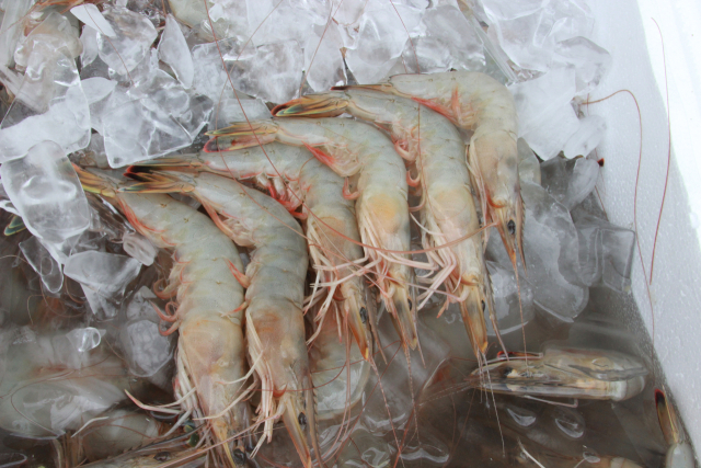 해양수산부가 9월 이달의 수산물로 선정한 새우류 중 가을이 제철인 대하. 수협중앙회 제공