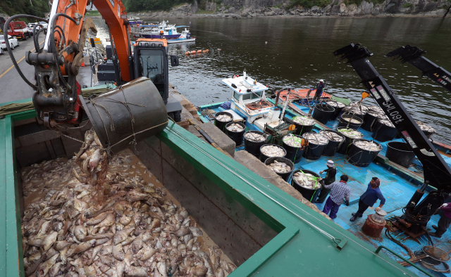 연일 적조가 이어지는 지난 1일 오후 경남 남해군 미조면 한 항구에서 집단 폐사한 참돔의 수거 작업이 진행되고 있다. 연합뉴스