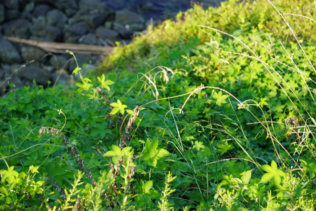이기대 해안 사면 일대에서 발견된 생태교란종 환삼덩굴. 부산그린트러스트 제공