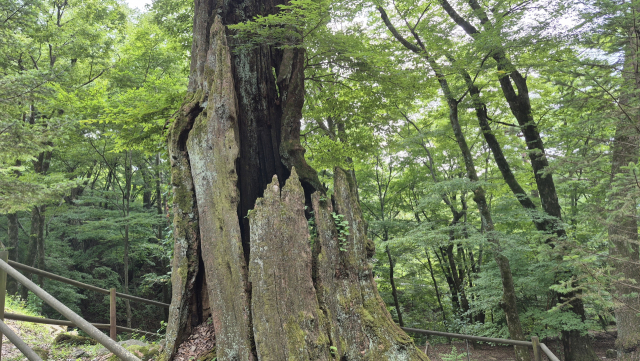 경남 합천군 해인사 봉황문 앞에 서 있는 1200년 수령의 고사목. 남태우 기자