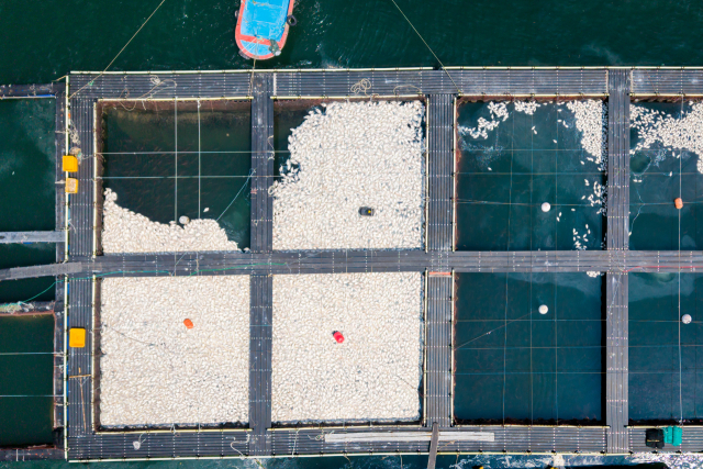 2일 오전 남해군 미조면 설리마을 한 양식장 모습. 수면 위로 폐사한 참돔이 대량으로 떠올랐다. 남해군 제공