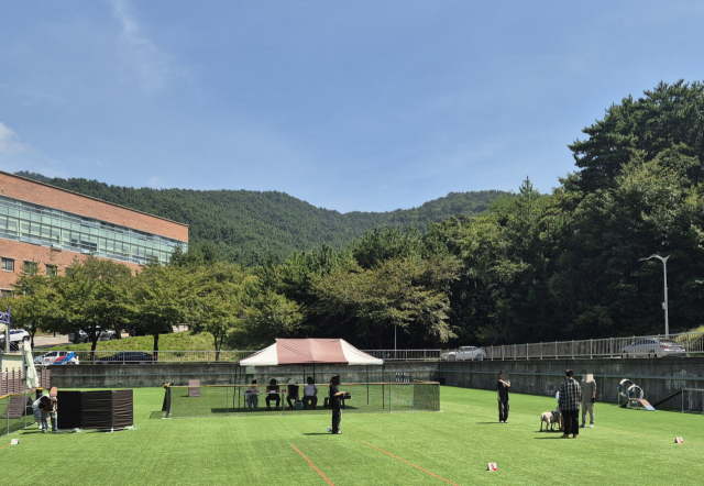 지난해 안전한 반려견 관리를 위해 맹견사육허가제가 시행됐으나 부산에서 사육 허가된 맹견은 6마리에 불과하다. 사진은 지난 6월 부산 신라대학교 행동교정 교육장에서 맹견 기질 평가가 진행된 모습. 부산시 제공