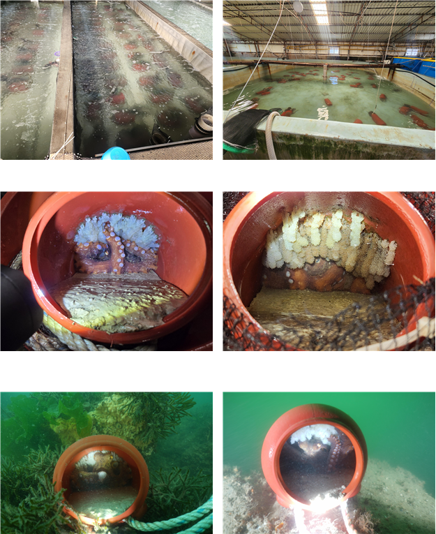참문어 포란단지 이식 사진. (상단) 생산 수조, (중단) 포란문어단지 검수, (하단) 현장 수중 이식. 수산자원공단 제공
