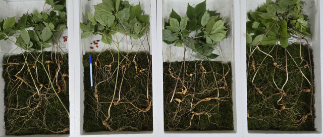 지리산에서 발견된 천종산삼. 한국전통심마니협회 제공