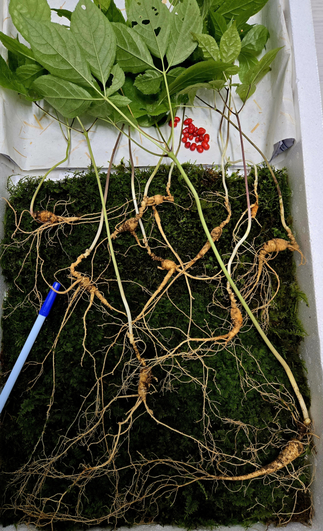 지리산에서 발견된 천종산삼. 한국전통심마니협회 제공