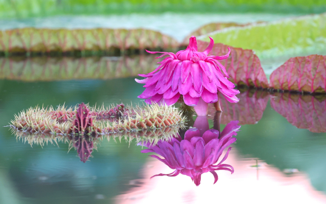 3일 경남 함양군 상림연꽃단지에서 빅토리아연꽃이 활짝 피어 아름다운 자태를 뽐내고 있다. 밤의 여왕이라고 불리는 빅토리아연꽃은 남아메리카 아마존강 유역이 원산지인 수련과 식물이다. 꽃은 8~10월 중 이틀만 피며 첫날 흰색으로 개화해 딱정벌레를 유인한 뒤 둘째 날 붉은색으로 변해 수정을 유도한다. 함양군 제공