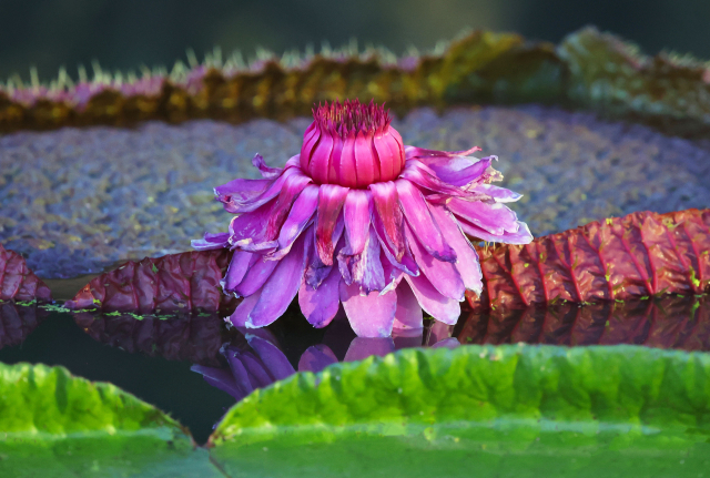 3일 경남 함양군 상림연꽃단지에서 빅토리아연꽃이 활짝 피어 아름다운 자태를 뽐내고 있다. 밤의 여왕이라고 불리는 빅토리아연꽃은 남아메리카 아마존강 유역이 원산지인 수련과 식물이다. 꽃은 8~10월 중 이틀만 피며 첫날 흰색으로 개화해 딱정벌레를 유인한 뒤 둘째 날 붉은색으로 변해 수정을 유도한다. 함양군 제공