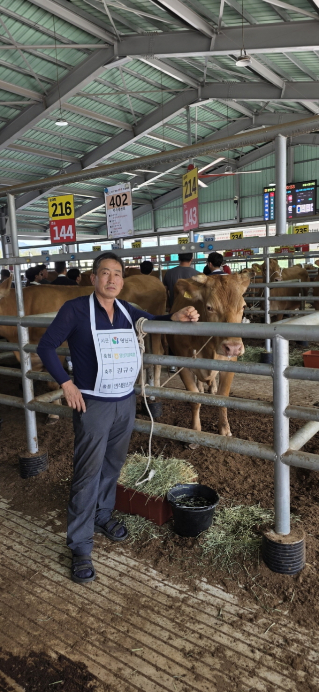 2개 부문에서 우수상을 차지한 강규수 씨가 사육 중인 한우. 양산시 제공