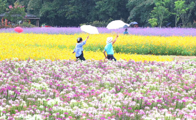 가을비가 내린 7일, 경남 함양군 상림경관단지에서 꽃구경을 나온 관광객이 우산을 들고 만개한 가을꽃을 구경하며 즐거운 시간을 보내고 있다. 상림경관단지는 우리나라에서 가장 오래된 인공림 ‘상림공원’ 옆에 조성된 대규모 화단으로, 가을에는 단풍과 버들마편초, 황화코스모스 등 다양한 가을꽃을 볼 수 있다. 함양군 제공