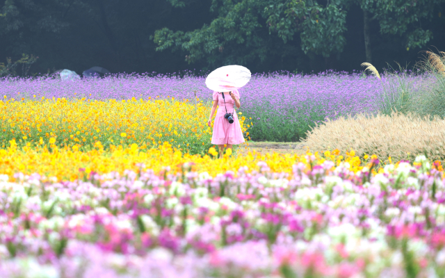 가을비가 내린 7일, 경남 함양군 상림경관단지에서 꽃구경을 나온 관광객이 우산을 들고 만개한 가을꽃을 구경하며 즐거운 시간을 보내고 있다. 상림경관단지는 우리나라에서 가장 오래된 인공림 ‘상림공원’ 옆에 조성된 대규모 화단으로, 가을에는 단풍과 버들마편초, 황화코스모스 등 다양한 가을꽃을 볼 수 있다. 함양군 제공
