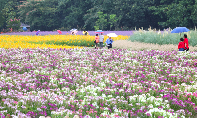 가을비가 내린 지난 7일, 경남 함양군 상림경관단지에서 꽃구경을 나온 관광객이 우산을 들고 만개한 가을꽃을 구경하며 즐거운 시간을 보내고 있다. 상림경관단지는 우리나라에서 가장 오래된 인공림 '상림공원' 옆에 조성된 대규모 화단으로, 가을에는 단풍과 버들마편초, 황화코스모스 등 다양한 가을꽃을 볼 수 있다. 함양군 제공