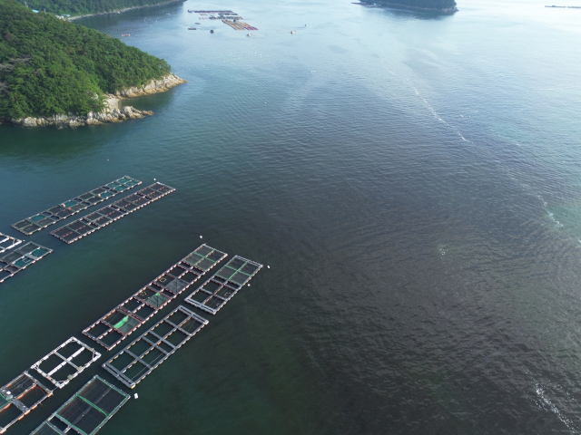 해상 가두리 양식장이 밀집한 통영시 산양읍 연안으로 검붉은 적조 띠가 몰려와 지자체와 어민들이 방제 작업을 벌이고 있다. 간장을 풀어 놓은 듯 검붉은색으로 몰든 게 적조 띠다. 부산일보DB